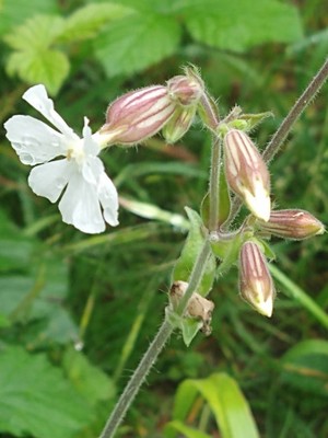 photo of White Campion