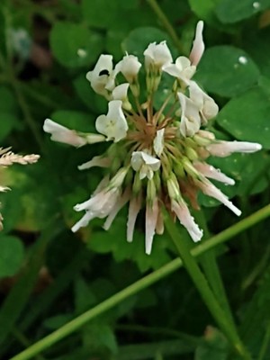 photo of White Clover