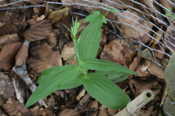 photo of Broad Leaved Helleborine