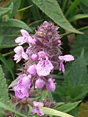 photo of Marsh Woundwort