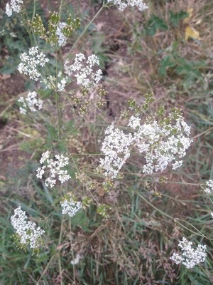 photo of Spreading Hedge Parsley
