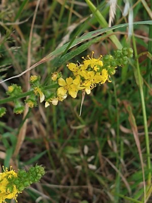 photo of Agrimony