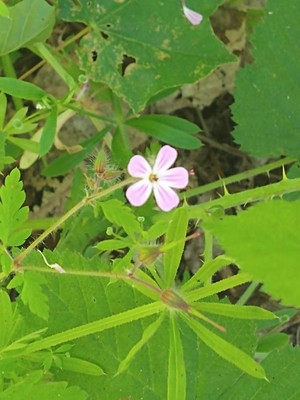 photo of Herb Robert