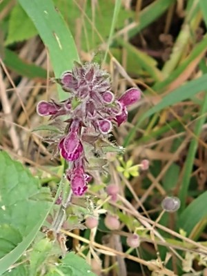 photo of Hedge Woundwort