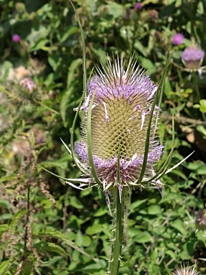 photo of Teasel