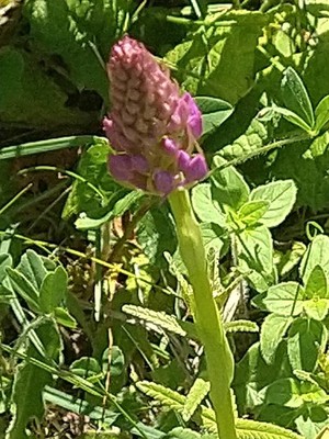 photo of Pyramidal Orchid
