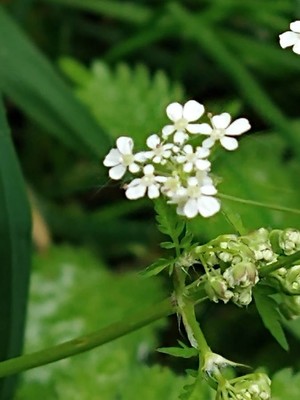 photo of Cow Parsley