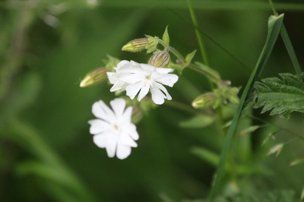 photo of White Campion
