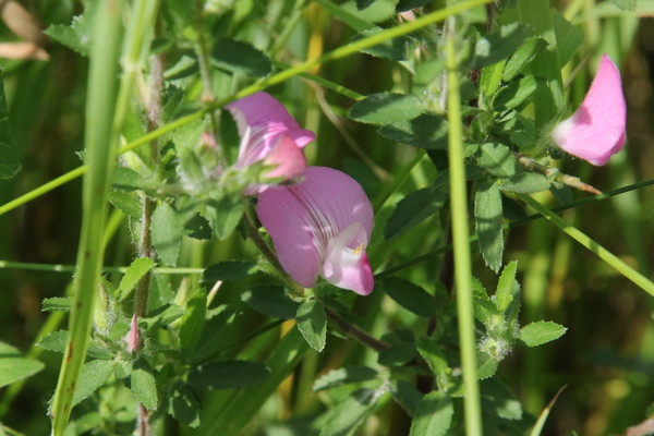 photo of Spiny Restharrow