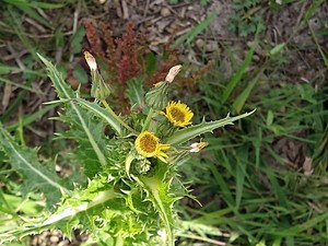 photo of Prickly Sow Thistle
