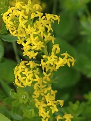 photo of Lady's Bedstraw