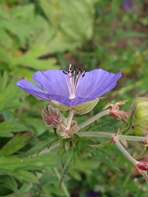 photo of Meadow Crane's Bill