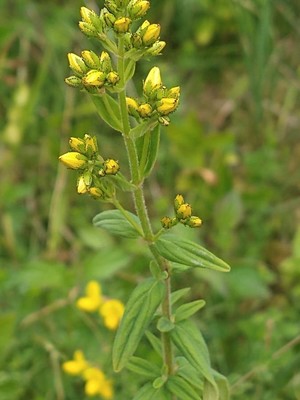 photo of Hairy St John's Wort
