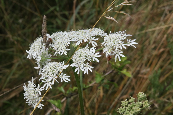 photo of Hogweed