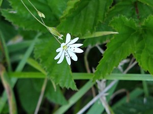 photo of Lesser Stitchwort