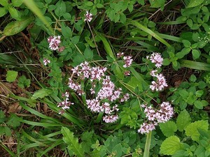 photo of Wild Marjoram