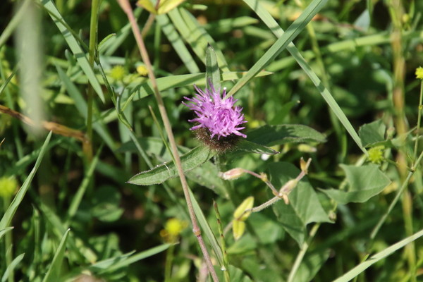 photo of Common Knapweed
