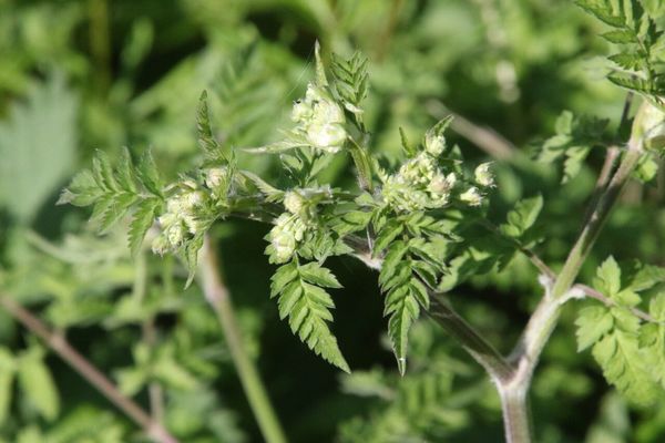 photo of Cow Parsley