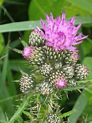 photo of Marsh Thistle