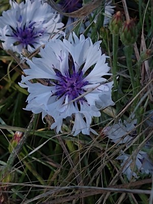 photo of Cornflower