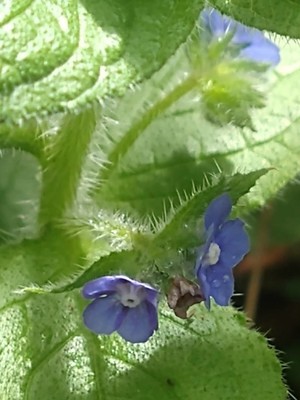 photo of Green Alkanet