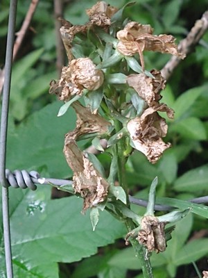 photo of Peach Leaved Bellflower