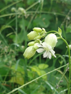 photo of Bladder Campion
