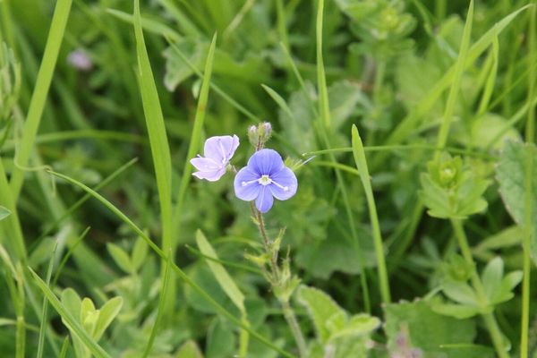 photo of Germander Speedwell