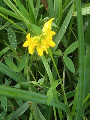 photo of Meadow Vetchling
