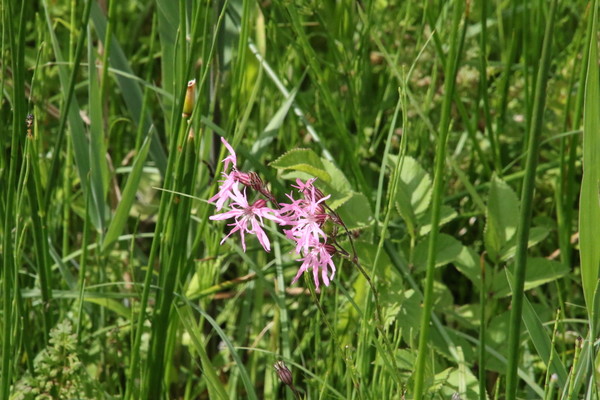 photo of Ragged Robin
