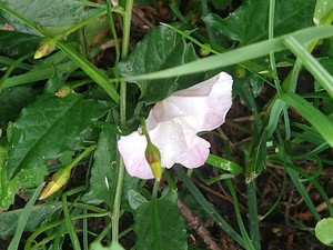 photo of Field Bindweed
