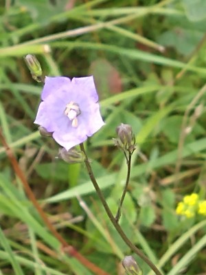 photo of Harebell