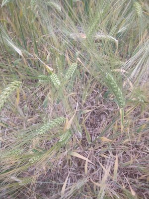 photo of Rivet Wheat