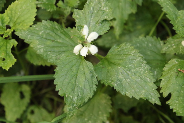 photo of White Dead Nettle