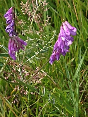 photo of Fodder Vetch
