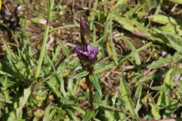 photo of Autumn Gentian