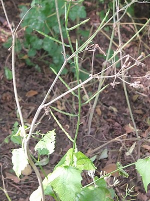 photo of Garlic Mustard