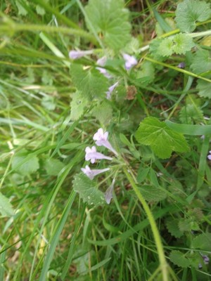 photo of Ground Ivy
