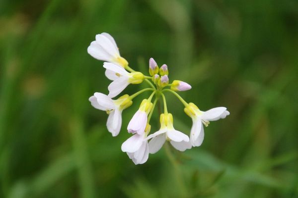 photo of Cuckoo Flower