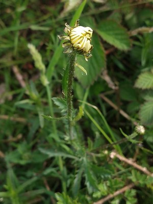 photo of Oxeye Daisy