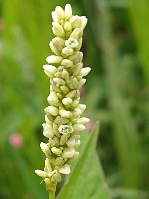 photo of Pale Persicaria