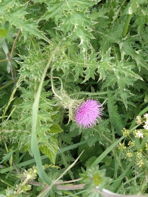 photo of Spear Thistle