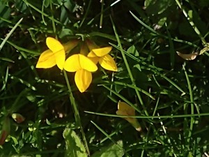 photo of Bird's Foot Trefoil
