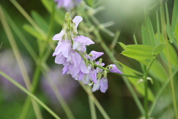photo of Goat's Rue