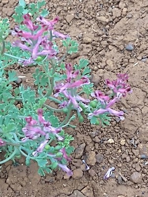 photo of Common Fumitory