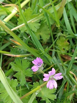 photo of Dove's Foot Crane's Bill