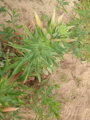 photo of Common Evening Primrose