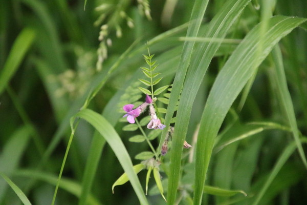 photo of Bush Vetch