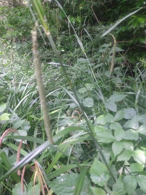 photo of Pendulous Sedge