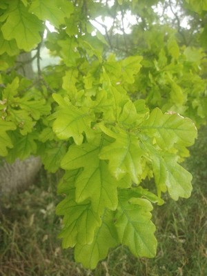photo of Pedunculate Oak